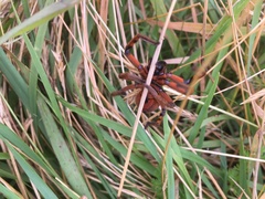 Neosparassus patellatus