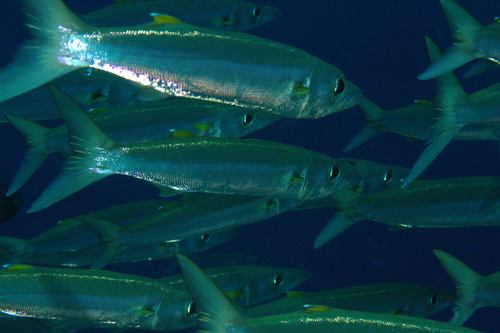 Grootoog-barracuda (Sphyraena forsteri) — Sphyraenidae — 3