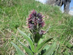 Solenanthus stamineus