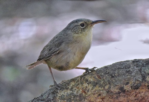 Socorro Wren (Troglodytes sissonii), photo 9