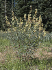 Lupinus angustiflorus