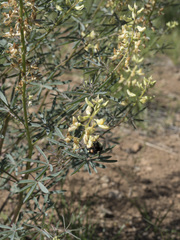 Lupinus angustiflorus