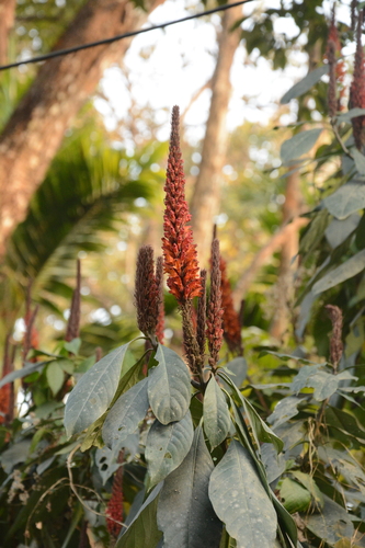 Red Flame-Acanthus (Phlogacanthus thyrsiformis)