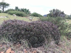 Echinofossulocactus lamellosus