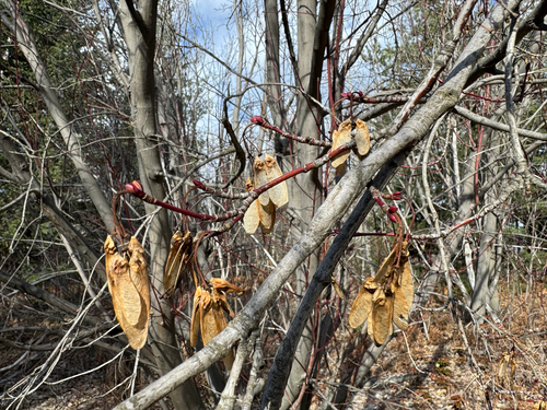 Rocky Mountain Maple (Acer glabrum)