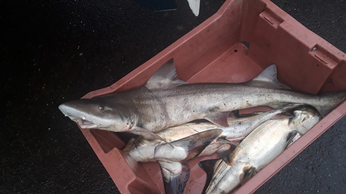 Speckled smoothhound (Mustelus mento) — Triakidae — 2