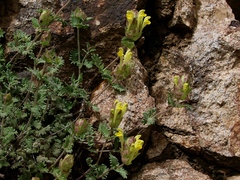 Scutellaria orientalis