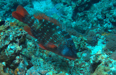 Lethrinus erythracanthus