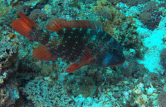 Lethrinus erythracanthus