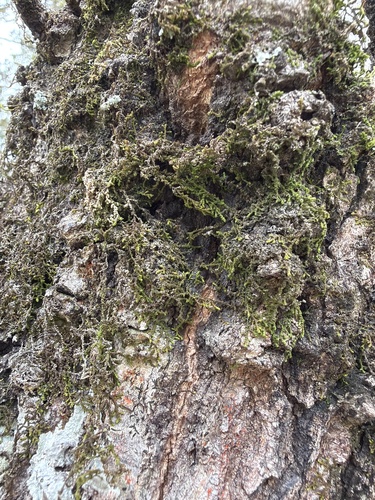 Frullania gibbosa