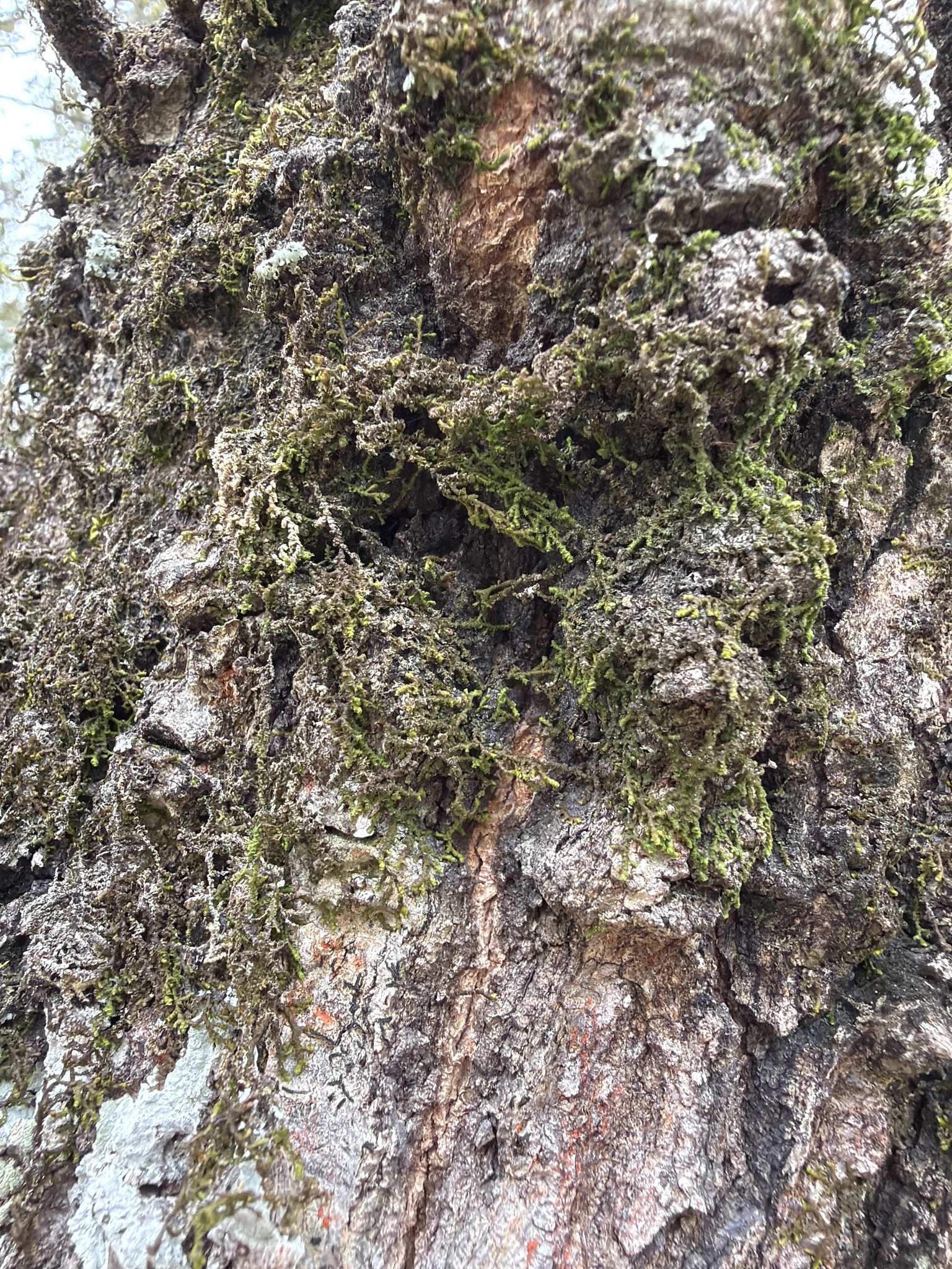 Frullania gibbosa