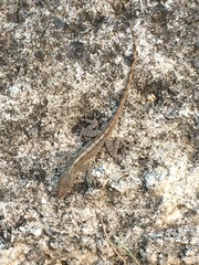 Anolis marmoratus