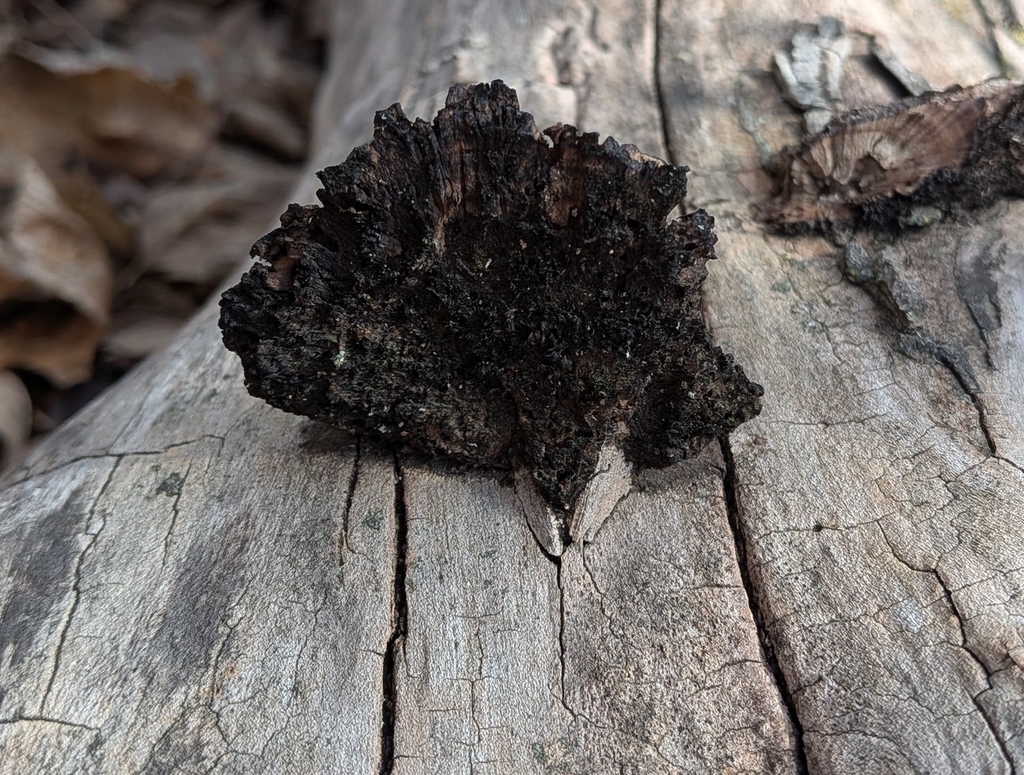 Hexagonia hydnoides · February 2026 · photo: © brittany32783 (iNaturalist, cc0)