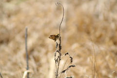 Atalopedes campestris huron