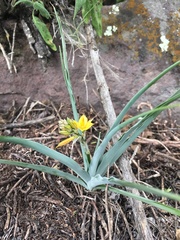 Echeandia falcata