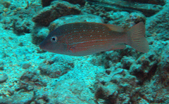 Lethrinus erythracanthus