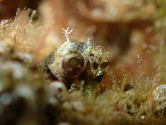 Bluntspine Blenny photo 5