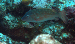Lethrinus erythracanthus