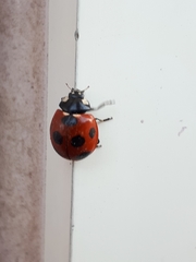 Coccinella septempunctata