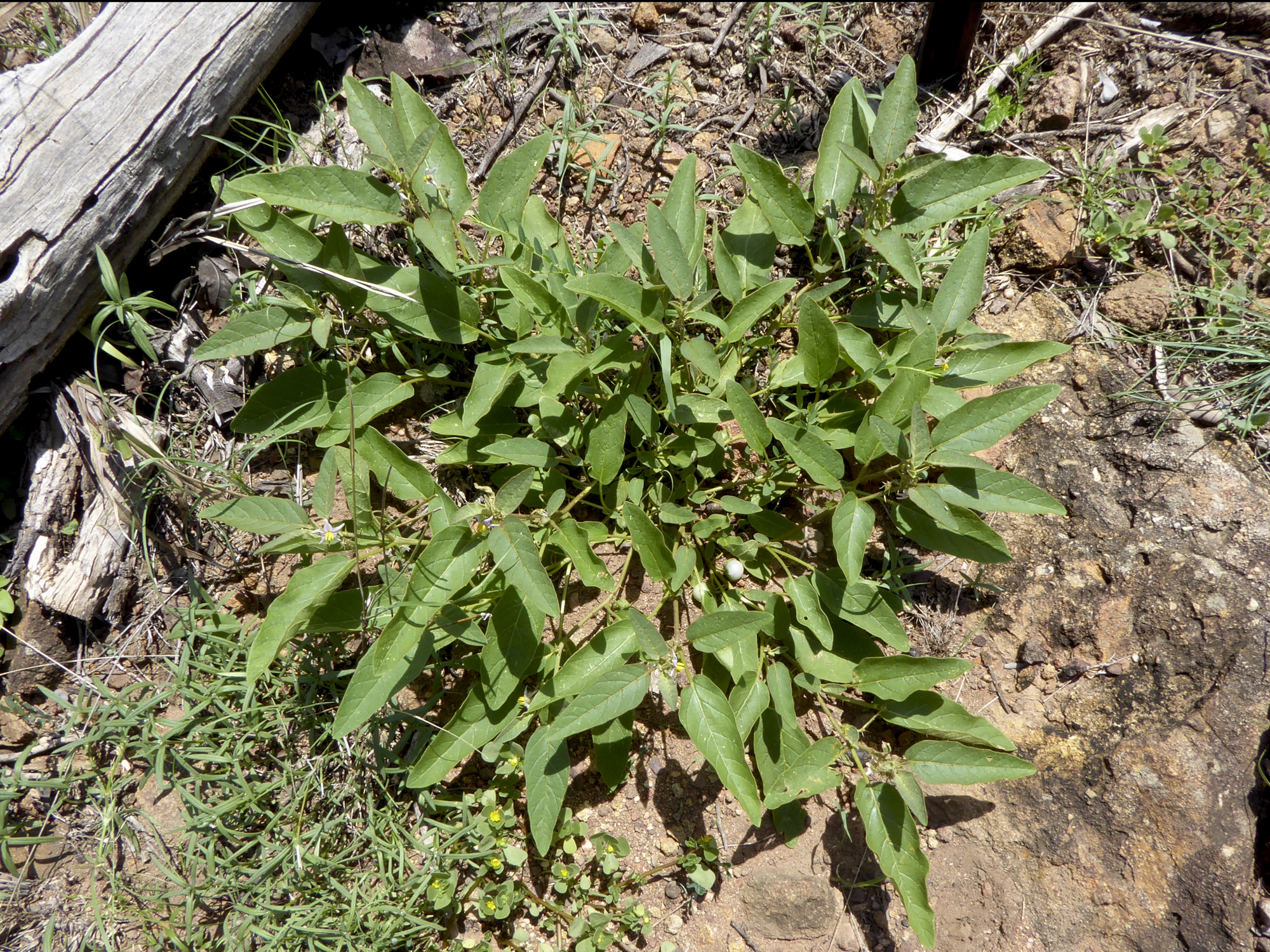 Solanum ellipticum