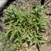 Solanum ellipticum - Photo (c) Gordon Claridge, algunos derechos reservados (CC BY-NC), subido por Gordon Claridge