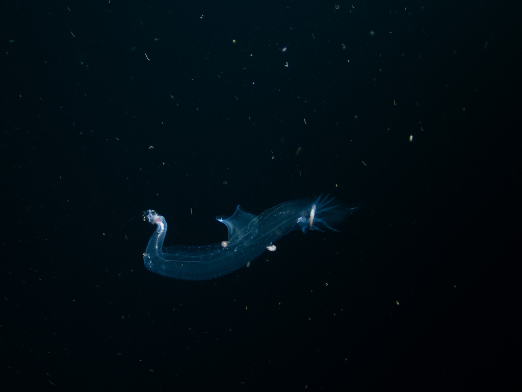 Sea elephant
