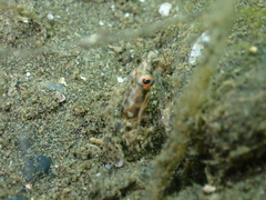 Celeste's Pikeblenny photo 2