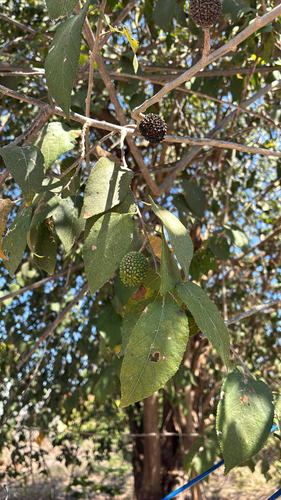 West Indian Elm (Guazuma ulmifolia)