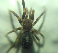 Filistatidae