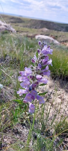 Crested-tongue Beardtongue (Penstemon eriantherus)