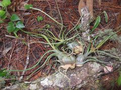 Tillandsia butzii