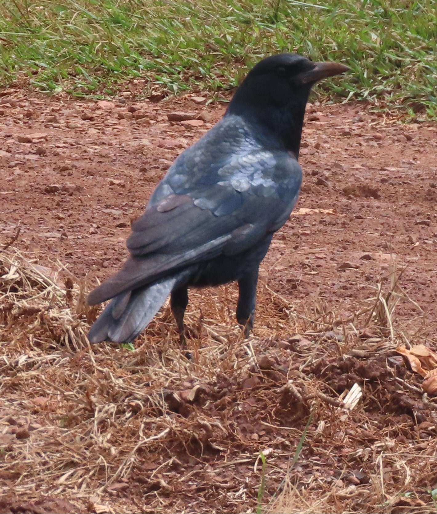 Cape Crow (Corvus capensis), photo 8