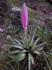 Tillandsia lampropoda