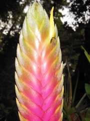 Tillandsia lampropoda