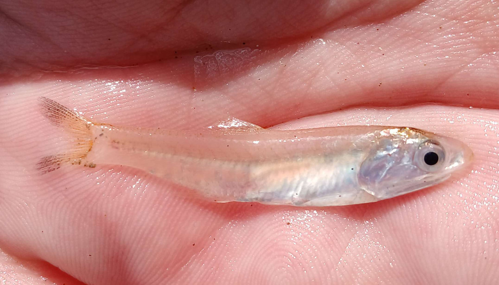 Marini's anchovy (Anchoa marinii) — Engraulidae