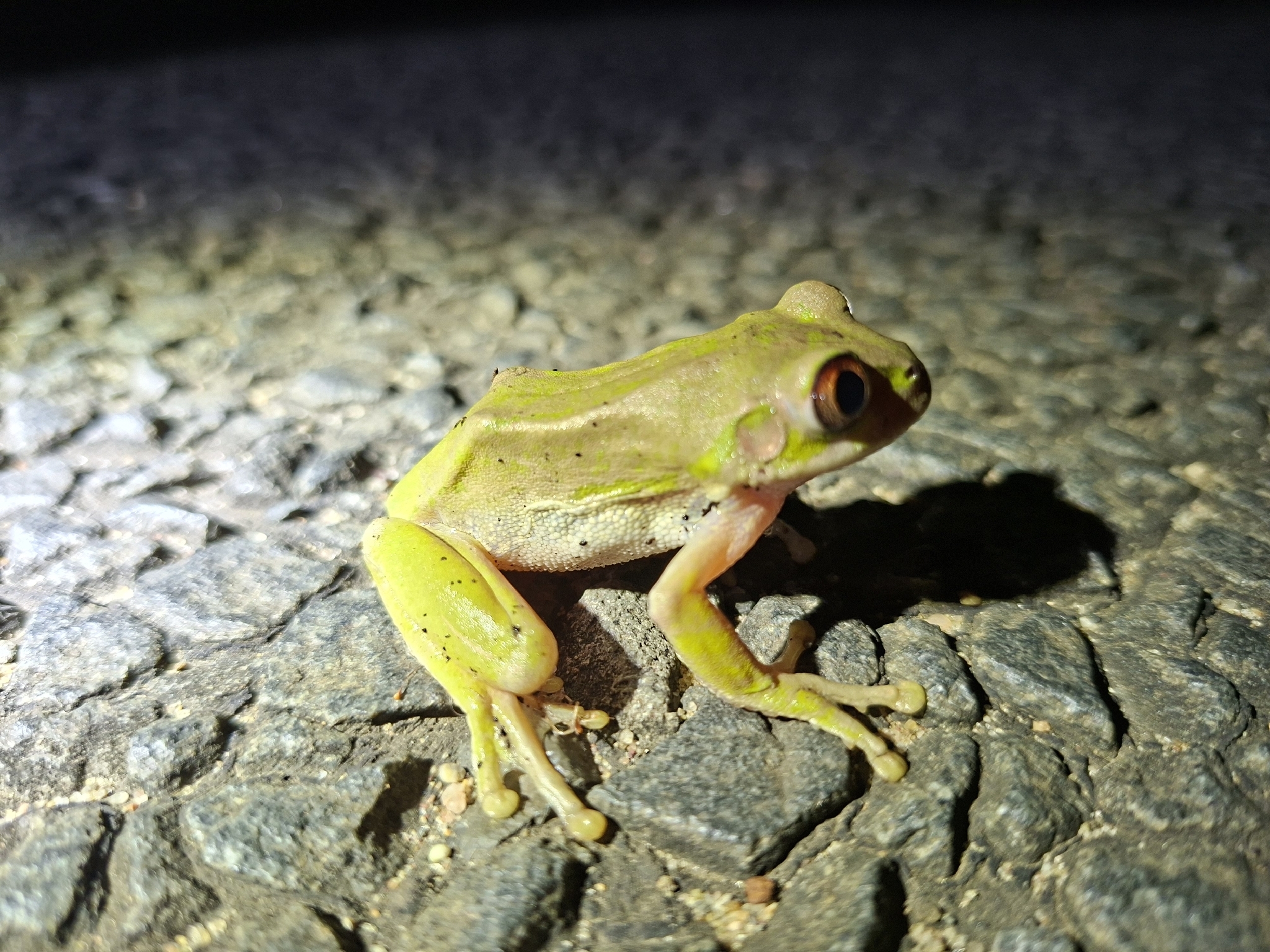 Leptopelis natalensis (Smith, 1849)
