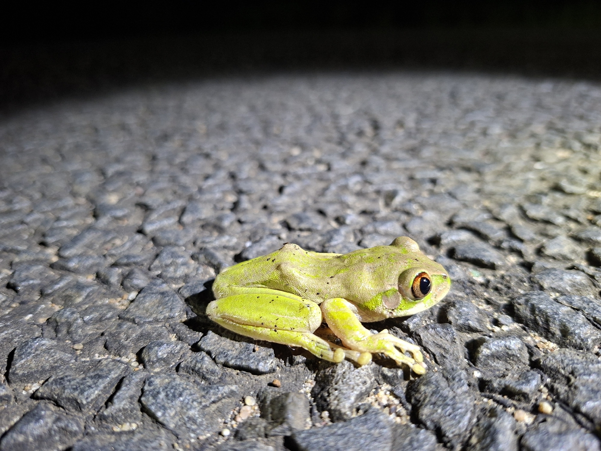 Leptopelis natalensis (Smith, 1849)