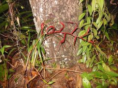 Tillandsia leiboldiana