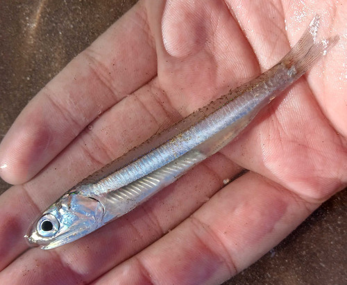 Argentine anchoita (Engraulis anchoita) — Engraulidae