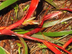 Tillandsia leiboldiana