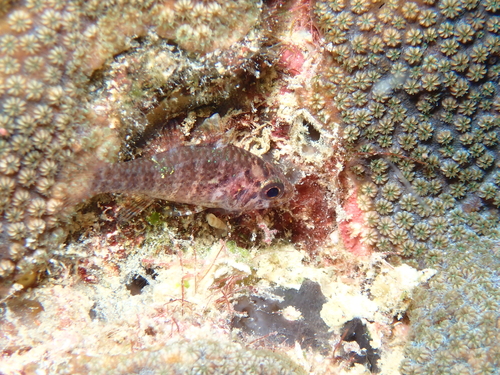 Fowleria observed 2026-02-26