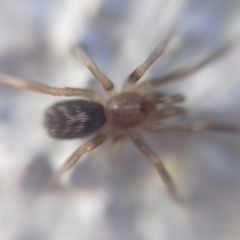 Filistatidae