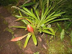 Tillandsia multicaulis