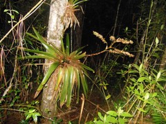 Werauhia werckleana