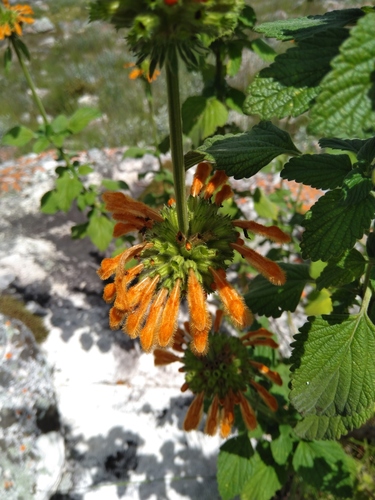 Leonotis image