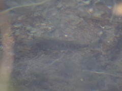 Herichthys minckleyi