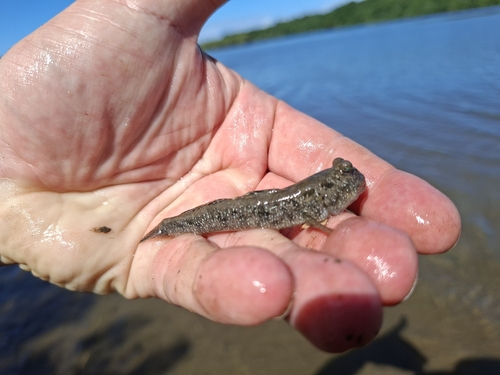 Periophthalmus kalolo observed 2026-02-16