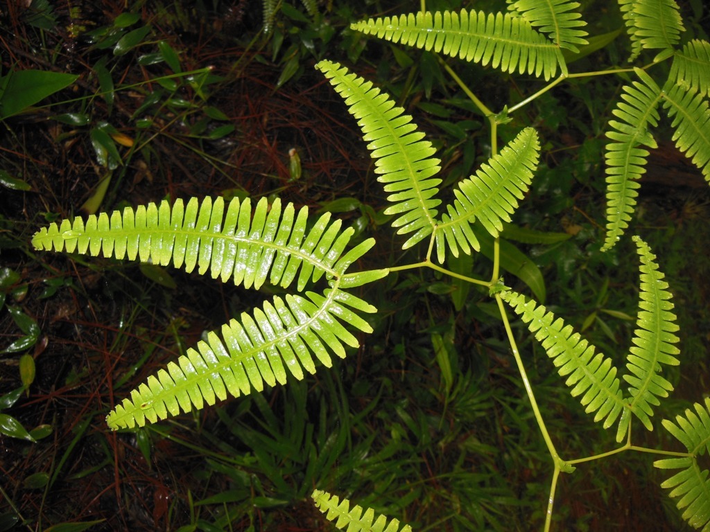 Gleichenella pectinata