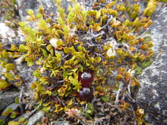Coprosma atropurpurea