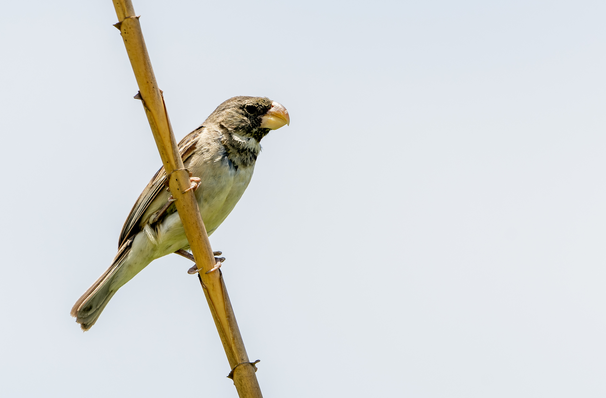 Parrot-billed Seedeater (Sporophila peruviana), photo 3